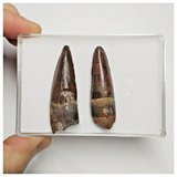 T220 - Set of 2 Finest Grade Spinosaurus Dinosaur Teeth Cretaceous KemKem Beds