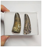 T87 - Set of 2 Suchomimus tenerensis Dinosaur Teeth Lower Cretaceous Elrhaz Fm