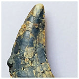 S1- Rare Afrovenator abakensis Megalosaurid Dinosaur Tooth Jurassic Tiouraren Fm