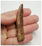 T80 - Huge Rebbachisaurus garasbae Diplodocoid Sauropod Dinosaur Tooth KemKem