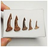 T183 - Set of 5 Nicely Preserved Onchopristis numidus Sawfish Rostral Teeth Upper Cretaceous KemKem