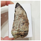 F9 - Rare 3.34'' Black Carcharodontosaurus Dinosaur Tooth Upper Cretaceous Talsint