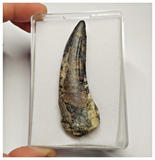 T17 - Rare Suchomimus tenerensis Dinosaur Tooth Lower Cretaceous Elrhaz Fm