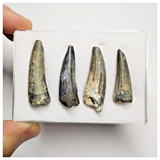 T228 - Set of 4 Suchomimus tenerensis Dinosaur Teeth Lower Cretaceous Elrhaz Fm