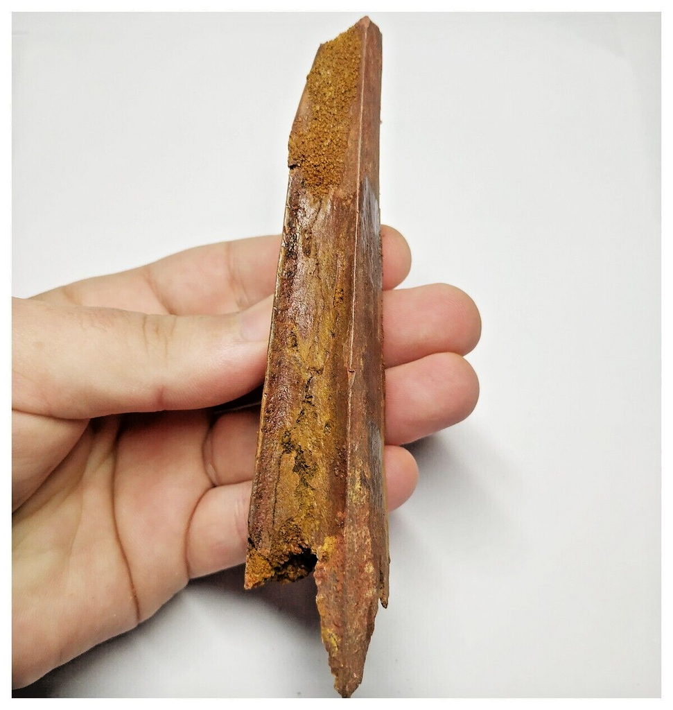T155 - Rare 5.03'' Alanqa saharica Cretaceous Azhdarchid Pterosaur Den ...