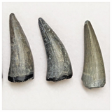 T226 - Set of 5 Sarcosuchus imperator Crocodile Teeth Lower Cretaceous Elrhaz Fm