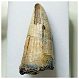 S22 - Sarcosuchus imperator Crocodile Tooth - Cretaceous Elrhaz Fm Tenere Desert