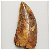 T190 - Serrated 2.04 Inch Carcharodontosaurus Dinosaur Tooth - Cretaceous KemKem