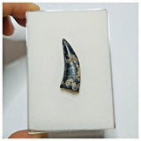 JS19 - Kryptops palaios Abelisaurid Theropod Dinosaur Tooth Cretaceous Elrhaz Fm