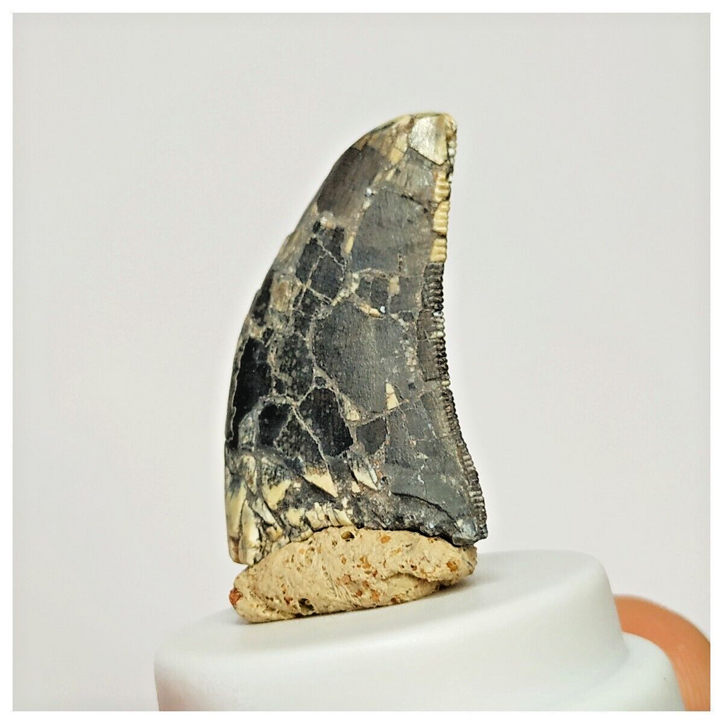 S35 - Rare Afrovenator abakensis Megalosaurid Dinosaur Tooth Jurassic Tiouraren Fm