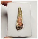 T23 - Rare Suchomimus tenerensis Dinosaur Tooth Lower Cretaceous Elrhaz Fm