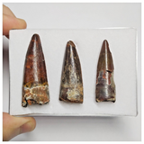 T221 - Set of 3 Nice Red Spinosaurus Dinosaur Teeth Cretaceous KemKem Beds