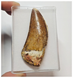 T61 - Serrated 2.83 Inch Carcharodontosaurus Dinosaur Tooth - Cretaceous KemKem