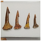 T185 - Set of 4 Nicely Preserved Onchopristis numidus Sawfish Rostral Teeth Upper Cretaceous KemKem