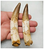 G48 - Amazing Set of 2 Rooted Spinosaurus Dinosaur Teeth Upper Cretaceous KemKem