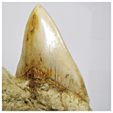 T120 - Finest Quality Serrated 4.68'' Megalodon Tooth in Matrix Indonesia Location