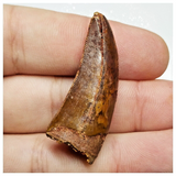 T198 - Finest Grade Red Carcharodontosaurus Dinosaur Tooth - Cretaceous KemKem