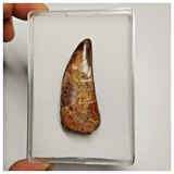 T191 - Serrated 1.92 Inch Carcharodontosaurus Dinosaur Tooth - Cretaceous KemKem