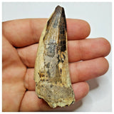 JS30 - Huge Sarcosuchus imperator Crocodile Tooth Lower Cretaceous Elrhaz Fm