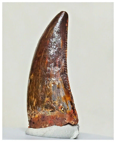 G56 - Finest 1.14'' Carcharodontosaurus Dinosaur Premaxillary Tooth Cretaceous