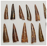 T203 - Set of 14 Nice Pterosaur (Coloborhynchus) Teeth Cretaceous KemKem Beds