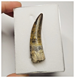 T15 - Rare Suchomimus tenerensis Dinosaur Tooth Lower Cretaceous Elrhaz Fm