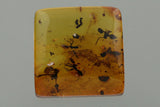 J51 - 4 ANTS + GALL MIDGE & FLOWER STAMEN Fossil Genuine BALTIC AMBER + HQ Picture