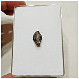 E10 - Elrhazosaurus Basal Iguanodontian Dinosaur Tooth - Cretaceous Elrhaz Fm