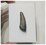 F5 - Rare Suchomimus tenerensis Dinosaur Tooth Cretaceous Elrhaz Fm Tenere Desert