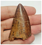 T81 - Serrated 2.16 Inch Carcharodontosaurus Dinosaur Tooth - Cretaceous KemKem