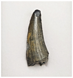 T224 - Rare Suchomimus tenerensis Dinosaur Tooth Lower Cretaceous Elrhaz Fm
