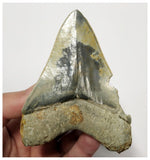 T132 - Finest Serrated 3.70'' Megalodon Tooth from Rare Indonesia Location