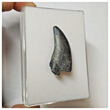 W2 - Rare Eocarcharia dinops Dinosaur Tooth - Cretaceous Elrhaz Fm Tenere Desert