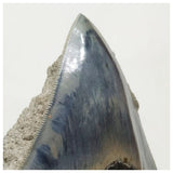 G44 - Finest Quality Serrated 8.8cm Megalodon Tooth in Matrix Indonesia Location