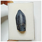 JS5 - Top Rare Jobaria tiguidensis Sauropod Dinosaur Tooth Jurassic Tiouraren Fm