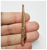 T158 - Rare 2.51'' Alanqa saharica Cretaceous Azhdarchid Pterosaur Dentary Bone