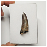 T276 - Rare Suchomimus tenerensis Dinosaur Tooth Lower Cretaceous Elrhaz Fm