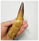 T136 - Impressive Huge 6.06 Inch Spinosaurus Dinosaur Tooth Cretaceous KemKem Beds