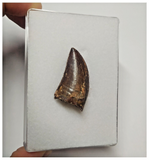 T83 - Finest Grade Dark Carcharodontosaurus Dinosaur Tooth - Cretaceous KemKem