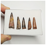 T187 - Set of 5 Nice Pterosaur (Coloborhynchus) Teeth Cretaceous KemKem Beds