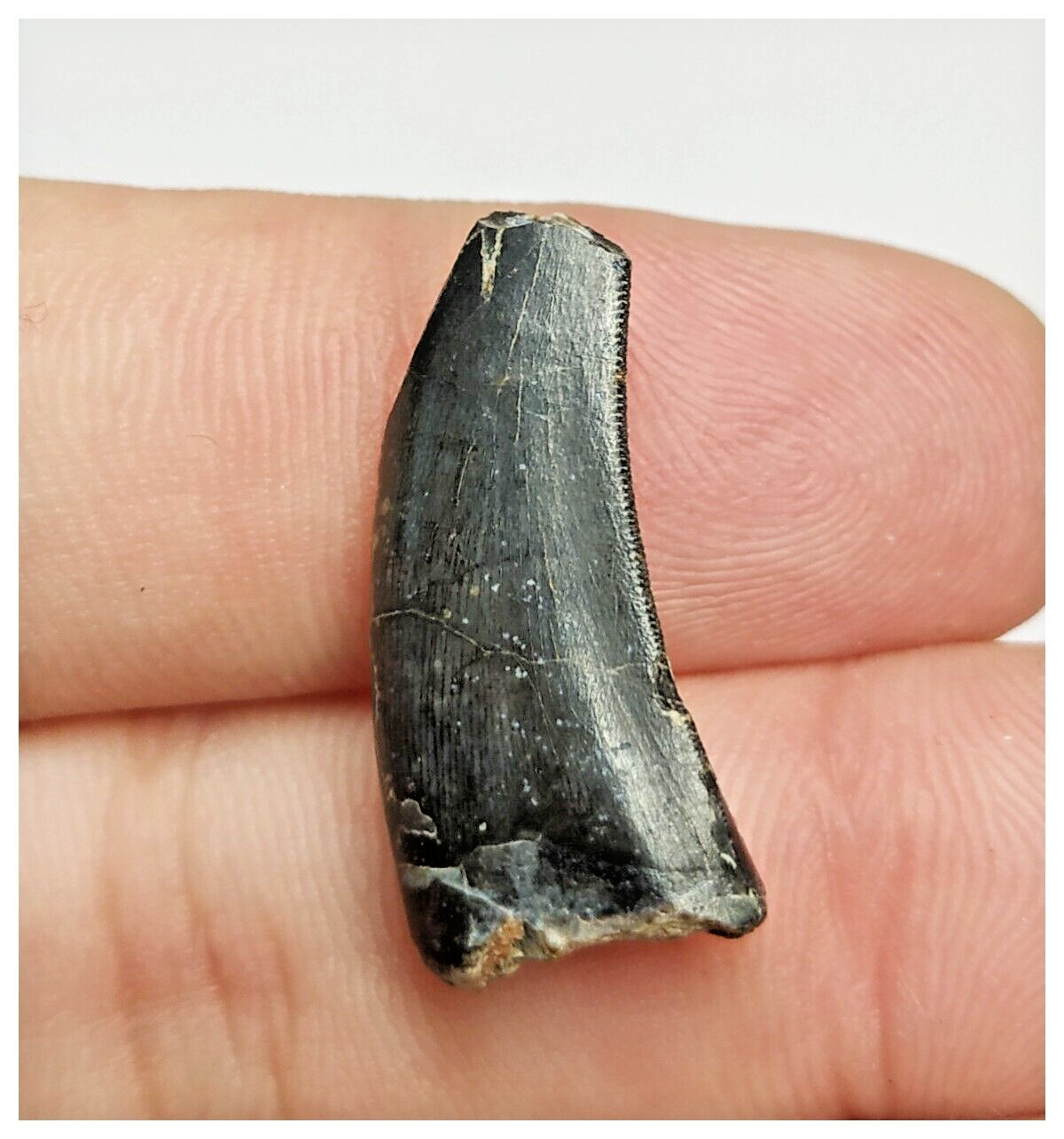 T166 - Kryptops palaios Abelisaurid Theropod Dinosaur Tooth Cretaceous ...