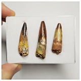 T218 - Set of 3 Finest Grade Spinosaurus Dinosaur Teeth Cretaceous KemKem Beds