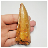 T91 - Huge 3.58 Inch Carcharodontosaurus Dinosaur Tooth - Cretaceous KemKem