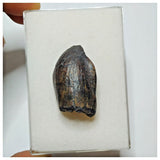 JS4 - Top Rare Jobaria tiguidensis Sauropod Dinosaur Tooth Jurassic Tiouraren Fm