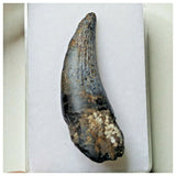 S7 - Exceedingly Rare Suchomimus tenerensis Dinosaur Tooth - Elrhaz Fm - Niger