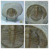 Order Adam Winter. Trilobites + Meteorites