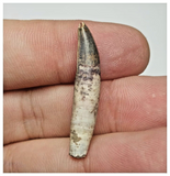 T34 - Unique Rare Rooted Undescribed Theropod Dinosaur Tooth Jurassic Tiouraren Fm