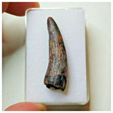 S39 - Exceedingly Rare Suchomimus tenerensis Dinosaur Tooth - Elrhaz Fm - Niger