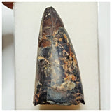 JS31 - Huge Sarcosuchus imperator Crocodile Tooth Lower Cretaceous Elrhaz Fm