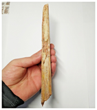 T253 - Exceedingly Rare 8.42'' Cretaceous Azhdarchid Pterosaur Dentary Bone KemKem